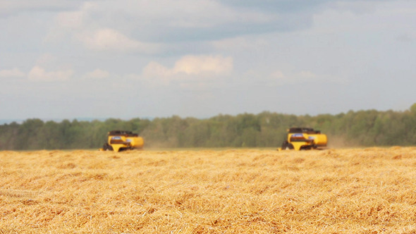 Combines Harvest In A Field