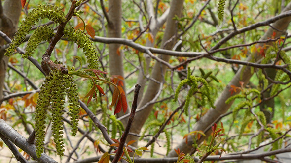 Flowers On The Branches Of A Walnut Tree