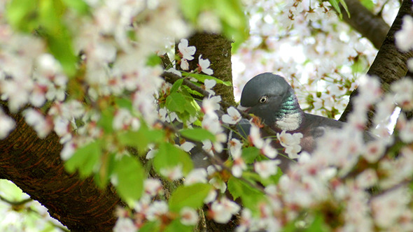 Pigeon Building The Nest