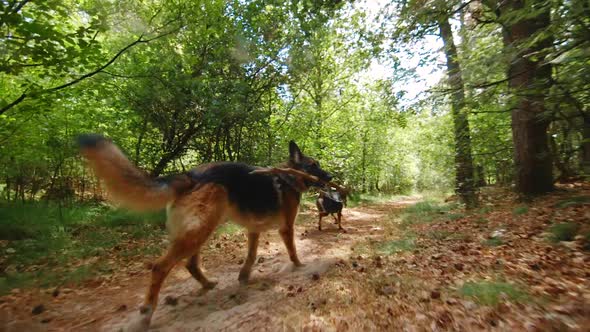 Clip of westpointer and German Shepherd while running in a forest with a stick.