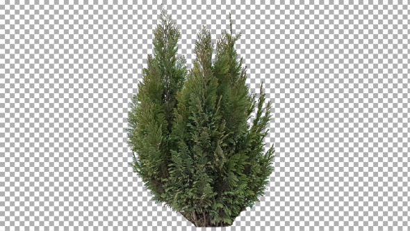 Real Coniferous Plant Isolated 2 (gentle wind)