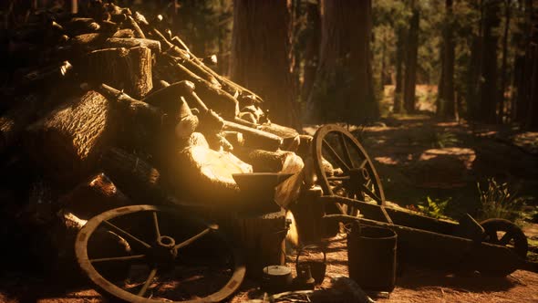 Preparation of Firewood for the Winter in Forest at Sunset