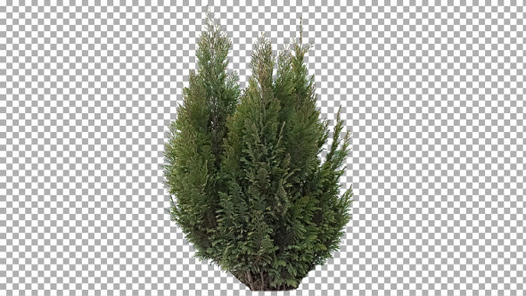 Real Coniferous Plant Isolated 3 (Strong Wind)