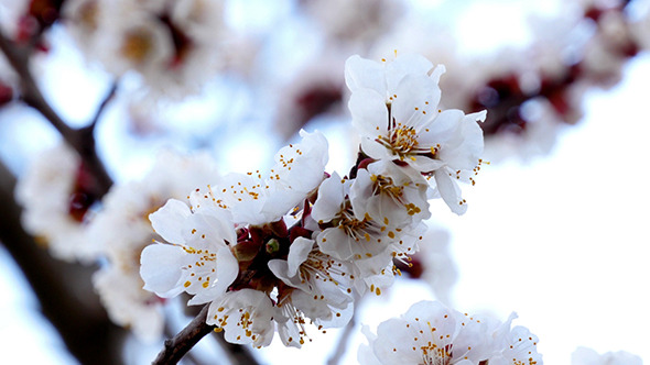 Tree Branch With White Flowers