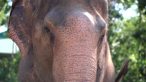 Indian Elephant Head