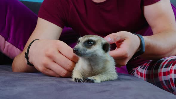 Man Holding a Grey Meerkat Stroking Head