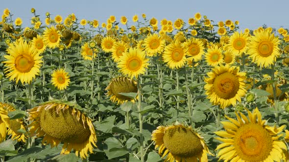 Organic sunflower Helianthus annuus plant  in the field 4K video