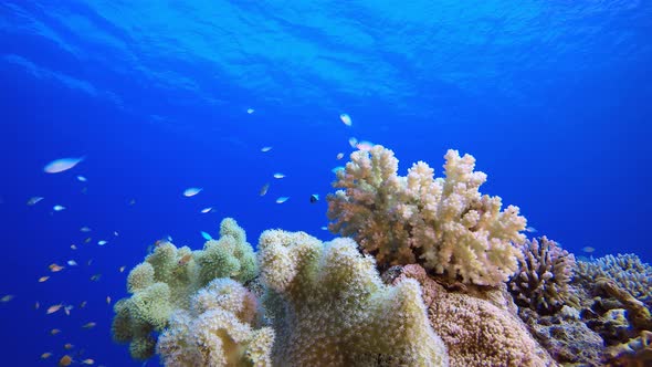 Reef Coral Tropical Garden