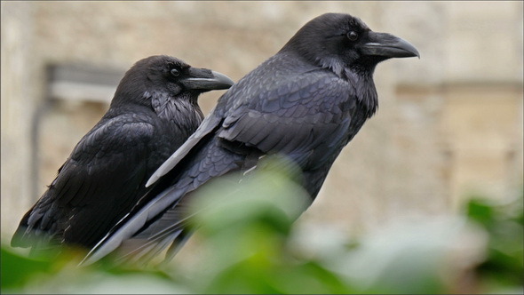 Two Black Raven on the Tower of London