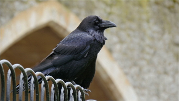 A Black Medium Sized Raven on the Tower