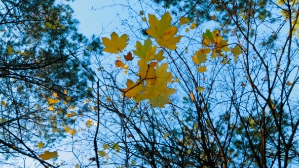 Green Trees Branches In Autumn Forest