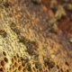 Honeycomb: Bees Eating Honey. - VideoHive Item for Sale