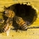Bees Extrude Alien Out Of Hive - VideoHive Item for Sale