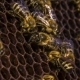 Honeycomb: Bees Eating Honey. - VideoHive Item for Sale