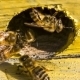 Guard Bees Chase Alien - VideoHive Item for Sale