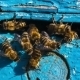 Group Of Bees At The Entrance To Hive - VideoHive Item for Sale