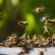Bees Fighting With Aliens - VideoHive Item for Sale