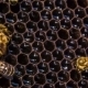 Honeycomb Bees Eating Honey - VideoHive Item for Sale