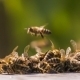 Swarm Of Bees Fighting With Aliens - VideoHive Item for Sale