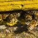Guard Bees Meeting Working Bee - VideoHive Item for Sale