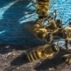 Bees Chasing Alien  - VideoHive Item for Sale