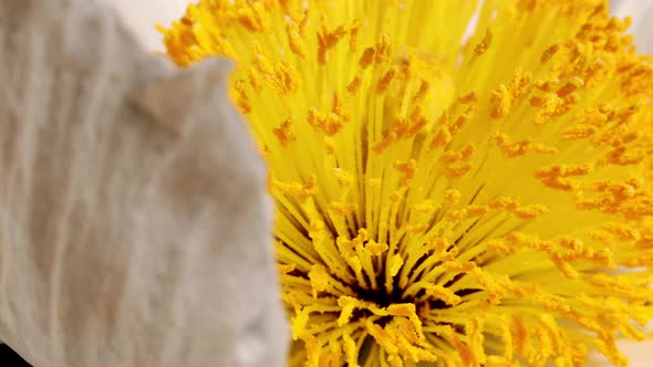 Macro shot of a Matilija Poppy over a black background