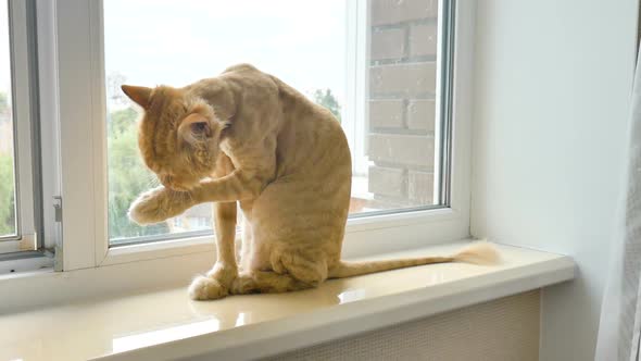 Trimmed Cat with Ginger Fur is Sitting on Windowsill After Grooming and Trimming During Summer