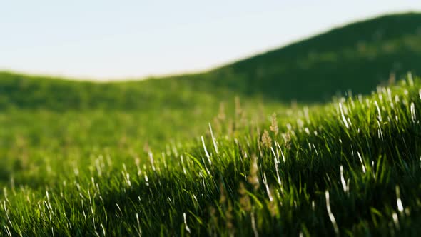 Green Fresh Grass As a Nice Background