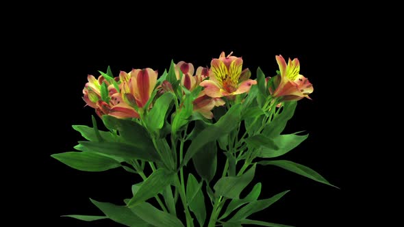 Time-lapse of opening yellow-red peruvian lily