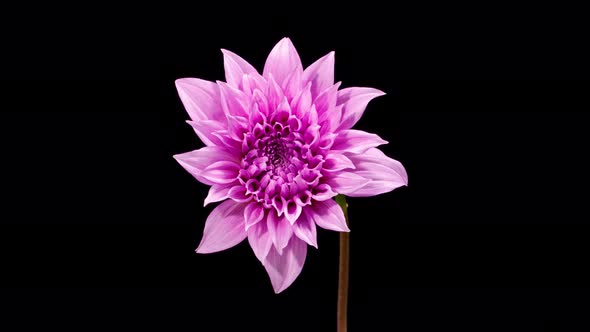 Time Lapse Dahlia Flower Opening