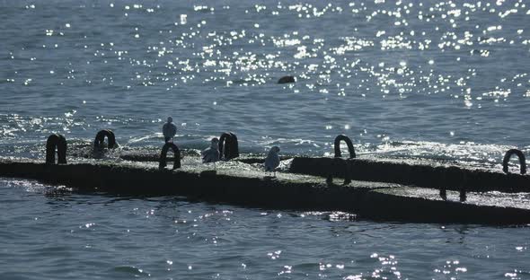 Seagulls Sit on Rusty Railings. Tranquil Sea Surf at Daylight, Sochi, Russia.