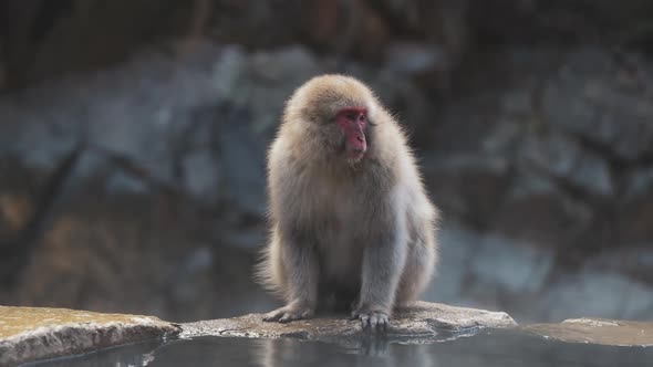 Japanese monkey sitting on stone near pond
