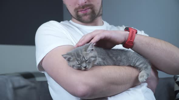 Caucasian Male Holds Small Cute Gray Scottish Straight Kitten in Arms That Falls Asleep at Home on