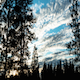 Sunset Trees - VideoHive Item for Sale