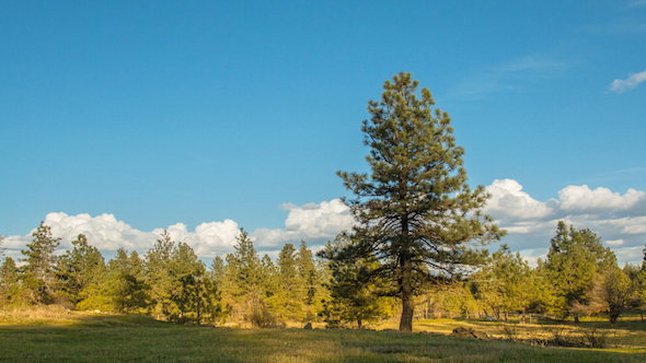 Lone Tree