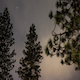 Night Sky and Tree - VideoHive Item for Sale