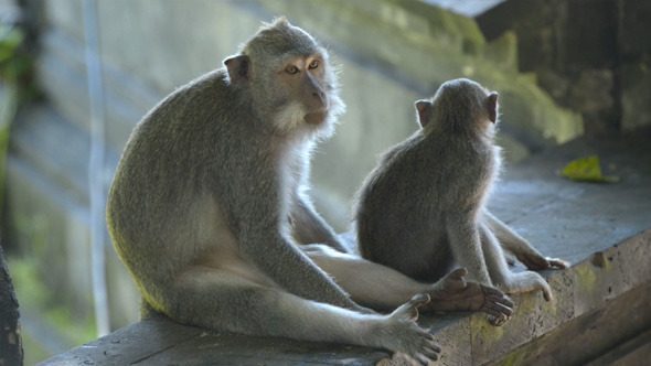 Mother Monkey Grooming her Baby
