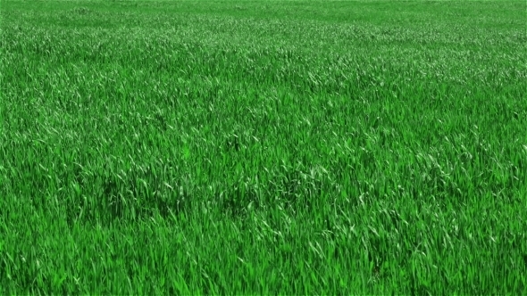 Green Grass On Field