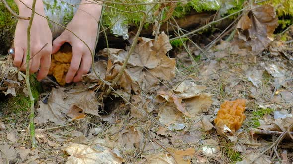 Gyromitra Gigas Under a Spruce Tree