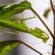 Green Mantis On a Swinging Leaf - VideoHive Item for Sale