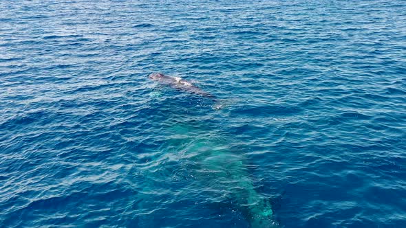 A whale calf hovers over its mother in the Pacific