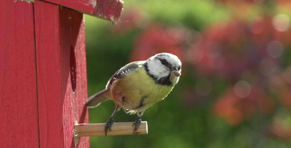 Great Tit 02