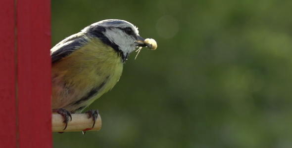 Great Tit 03