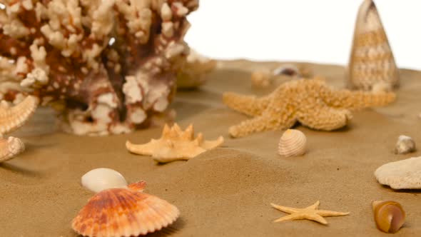 Sandy Background with Shells and Starfish, White, Rotation