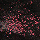 Pink Particles Flow - VideoHive Item for Sale