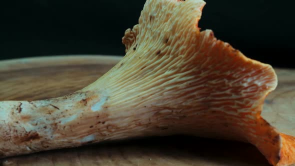 Woolly Chanterelle (Turbinellus floccosus) Mushroom Rotation