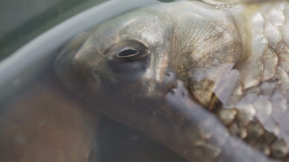 Live Carp In Water