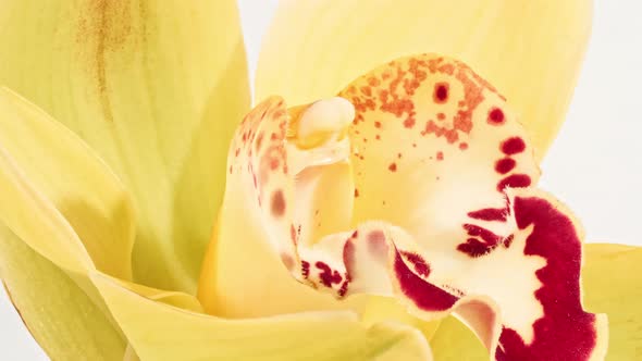 Beautiful Yellow Orchid Rotating on White Background Macro Shot