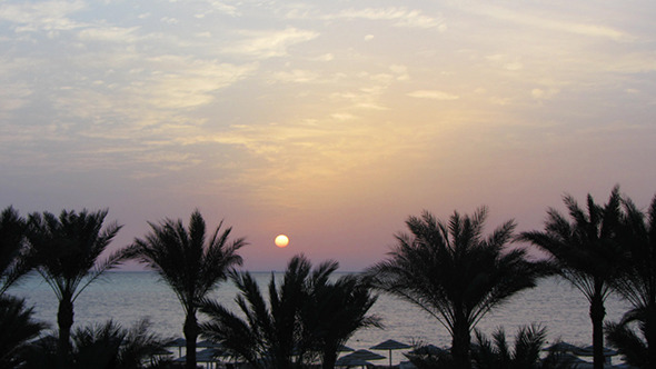 Landscape With Palms And Sunrise Over Sea alt