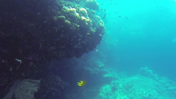 Coral Reef Snorkling n Philippines